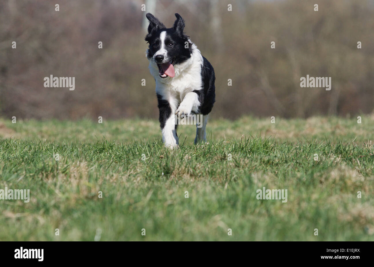 Junger Border Collie rennt über die Wiese Stock Photo
