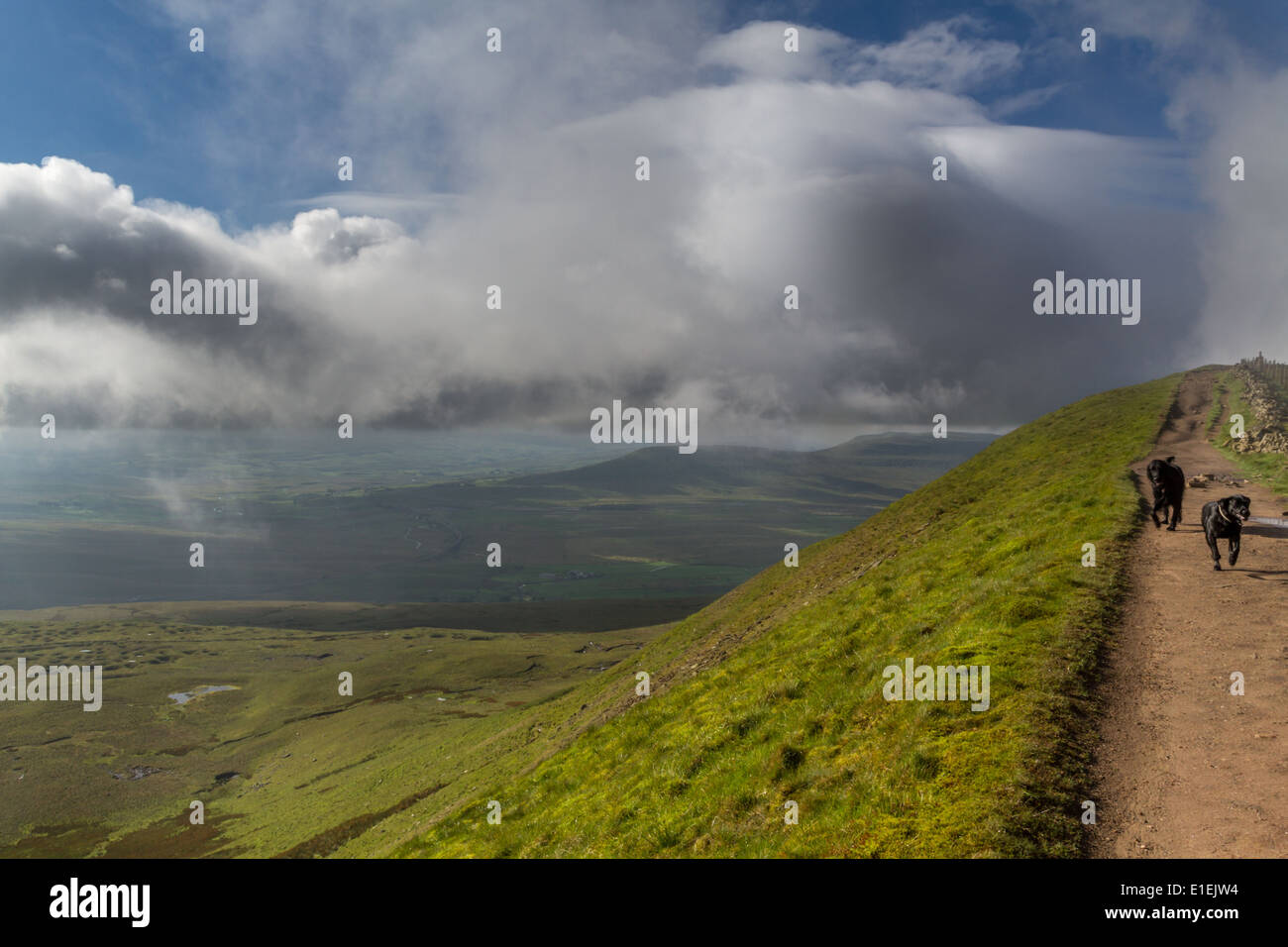 Dogs enjoying the summit of Whernside, one of the Yorkshire 3 Peaks