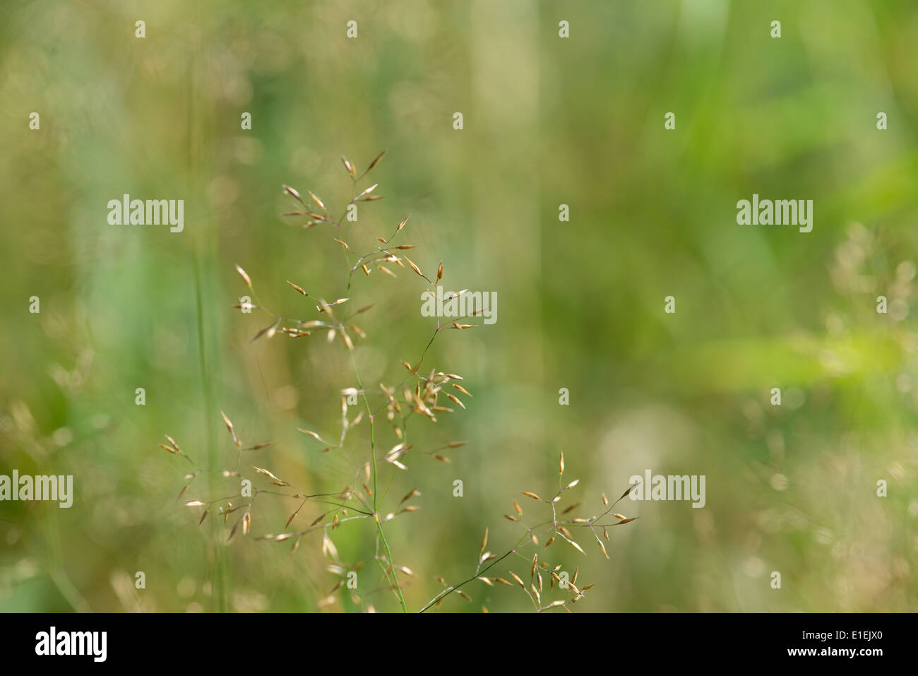 Green background of a grass panicle, plant detail Stock Photo