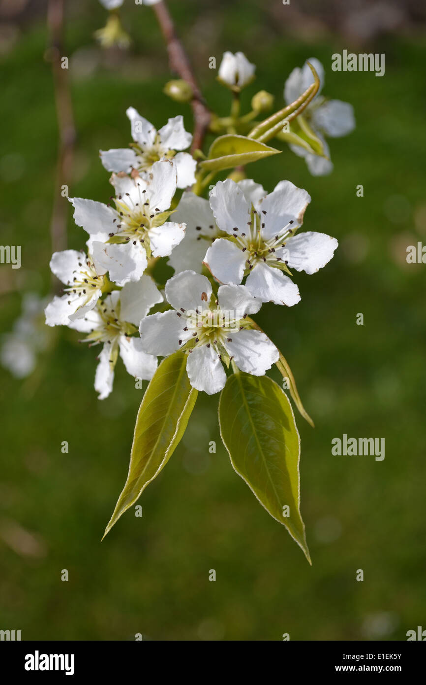 Pyrus ussuriensis blossom, commonly know as Ussurian pear, Harbin pear or Manchurian pear tree. Stock Photo