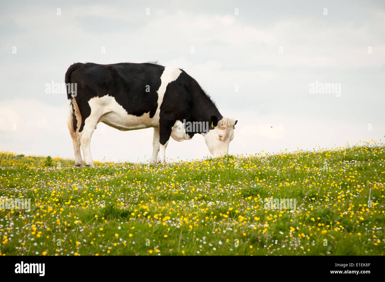 Black and white cow dairy hi-res stock photography and images - Alamy