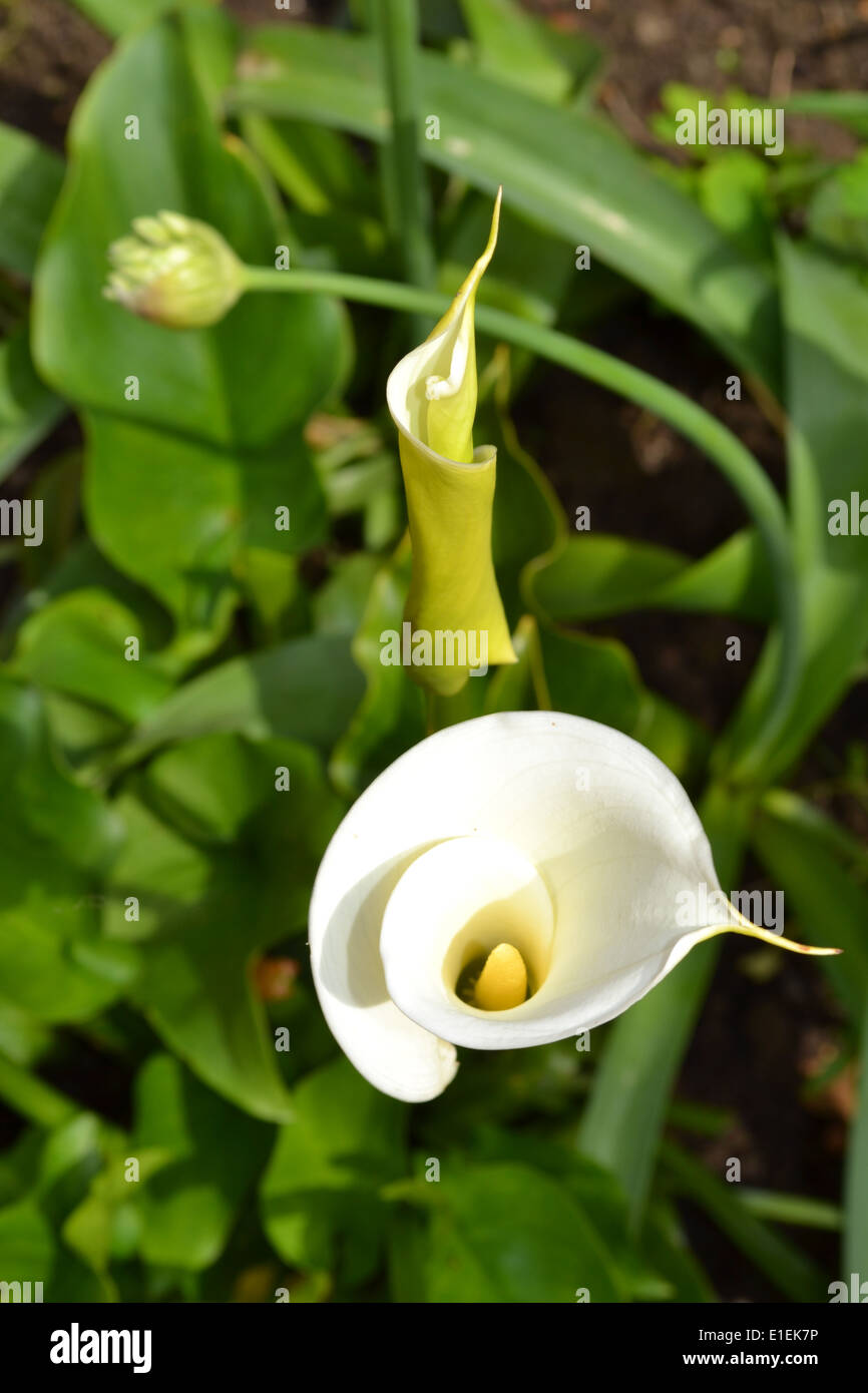zantedeschia aethiopica, calla lily Stock Photo