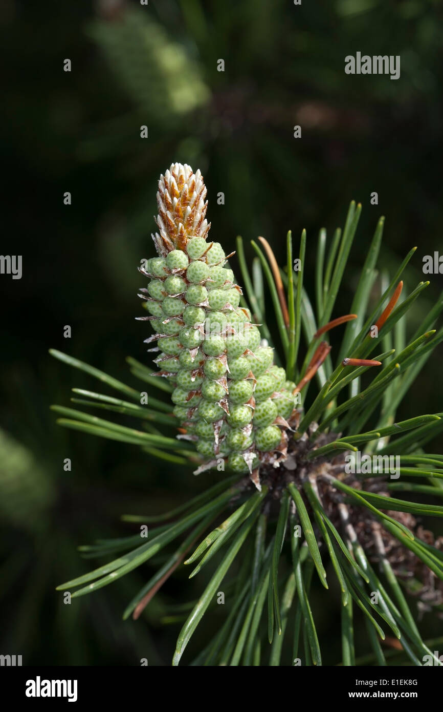 Pinus mugo blooming Stock Photo