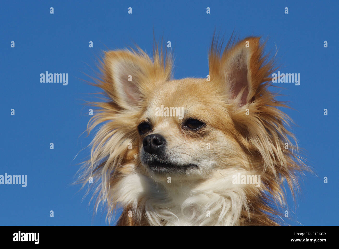Chihuahua Langhaar Portrait am blauen Himmel Stock Photo
