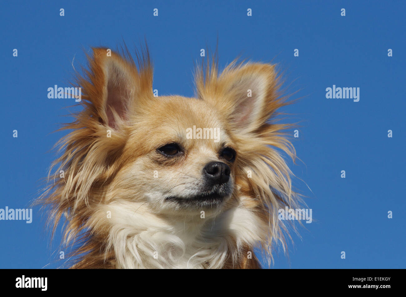 Chihuahua Langhaar Portrait am blauen Himmel Stock Photo