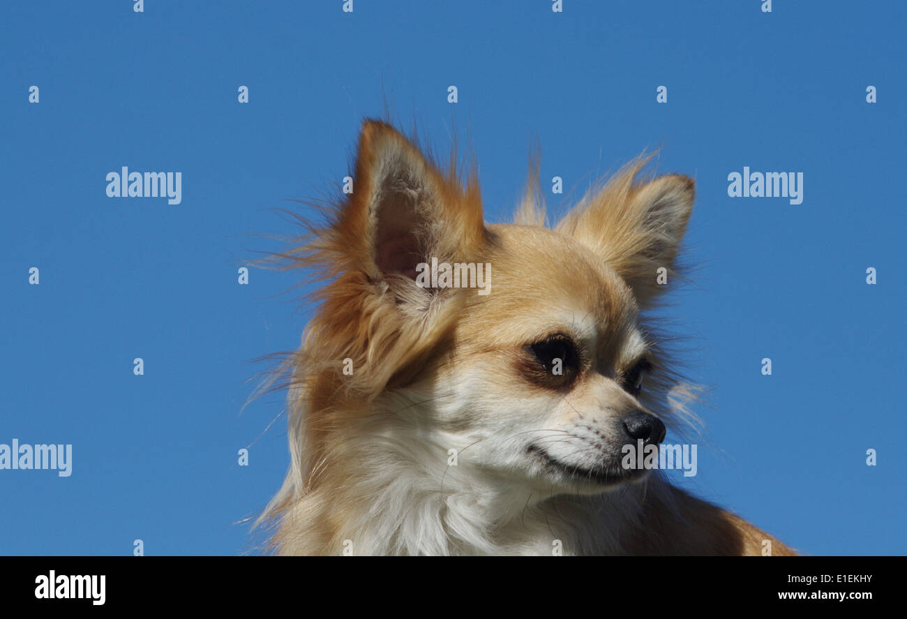 Chihuahua Langhaar Portrait am blauen Himmel Stock Photo