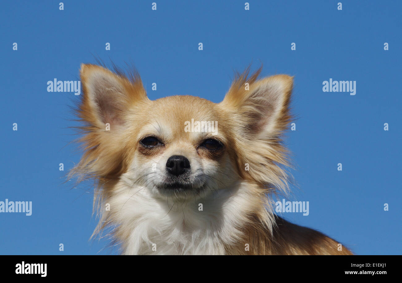 Chihuahua Langhaar, Chihuahua Langhaar Portrait am blauen Himmel Stock Photo