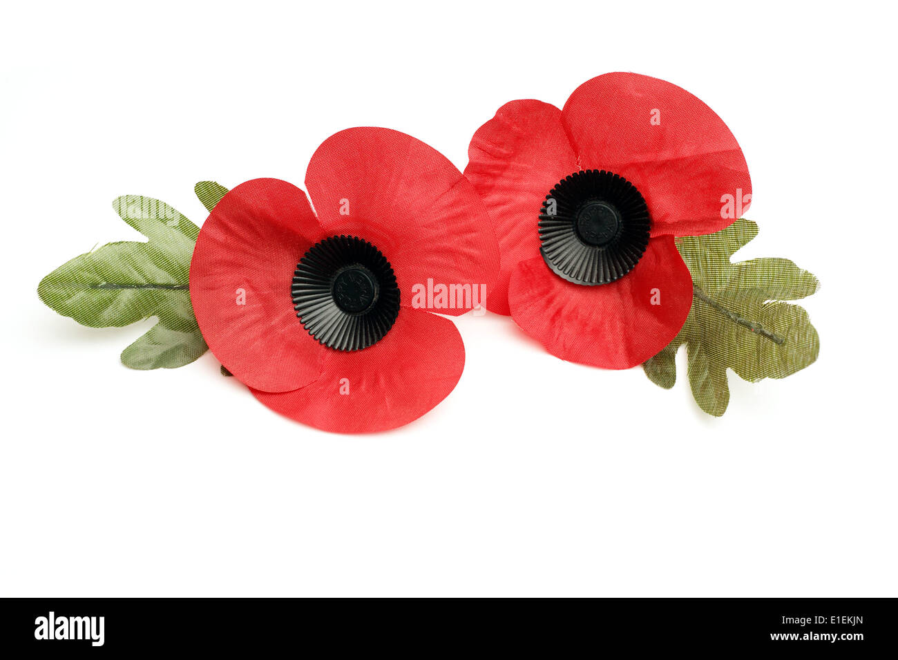 2 Poppies on a white background the poppy emblem for remembrance & memory of the fallen in wars of the past & ongoing campaigns Stock Photo