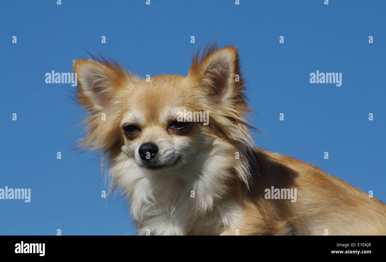 Chihuahua Langhaar Portrait am blauen Himmel Stock Photo