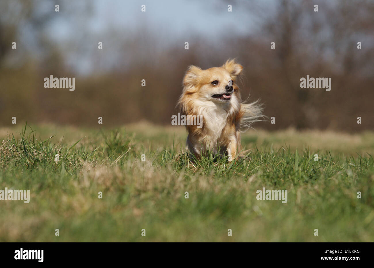 Chihuahua Langhaar rennt über die Wiese Stock Photo