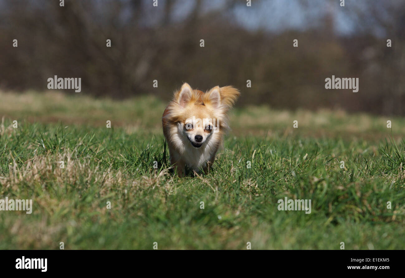 Chihuahua Langhaar rennt über die Wiese Stock Photo