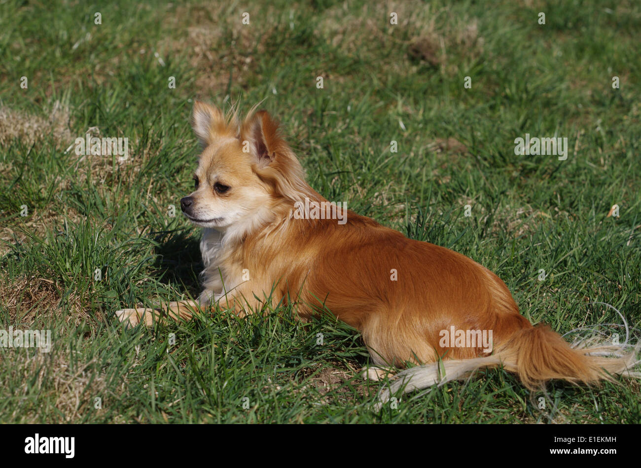 Chihuahua liegt auf der Wiese Stock Photo