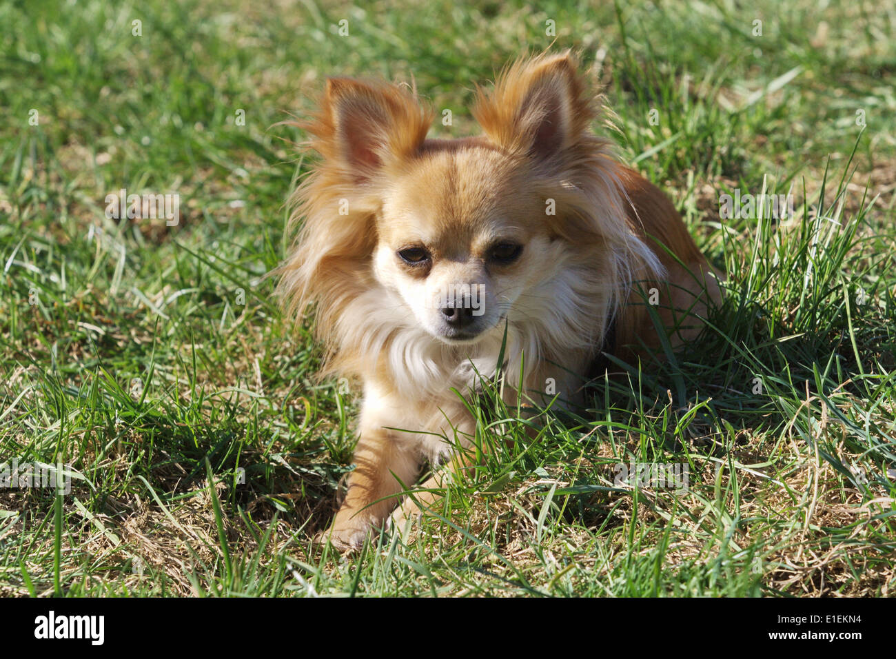 Chihuahua liegt auf der Wiese Stock Photo