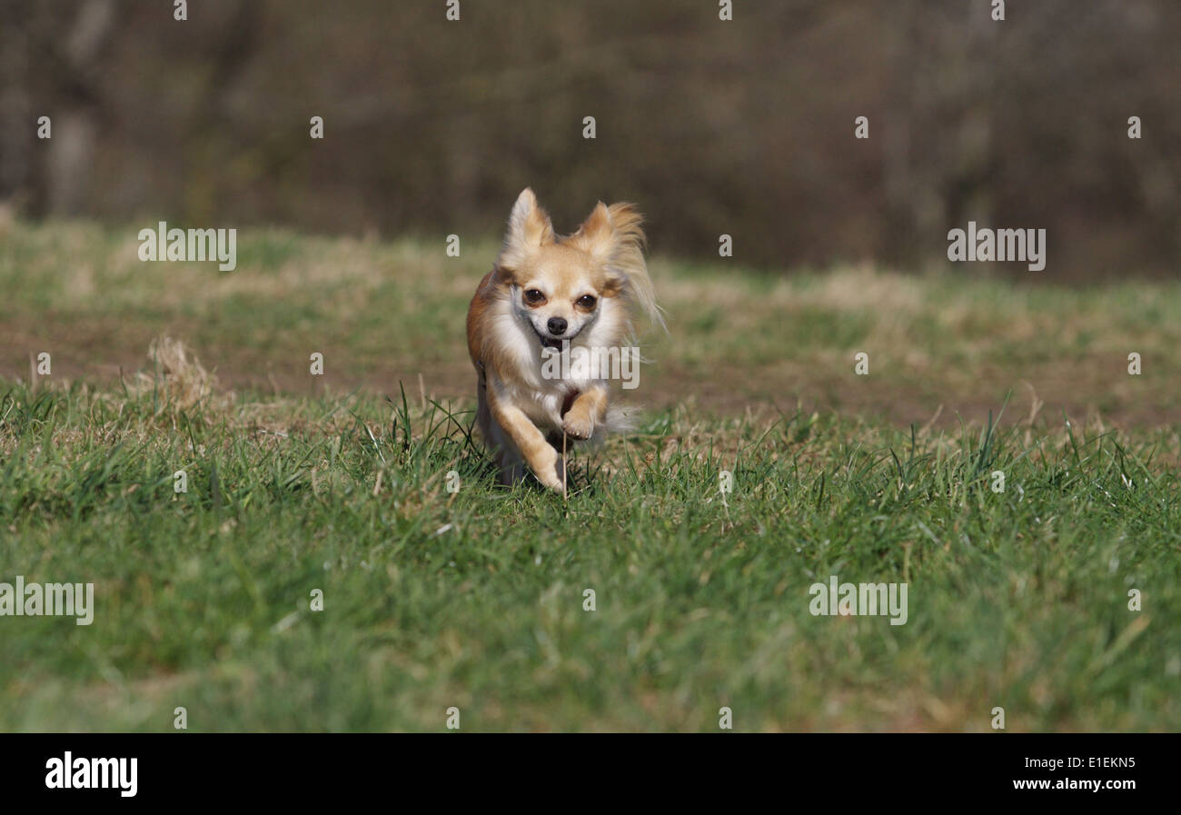 Chihuahua runs across the meadow, Langhaar rennt über die Wiese Stock Photo