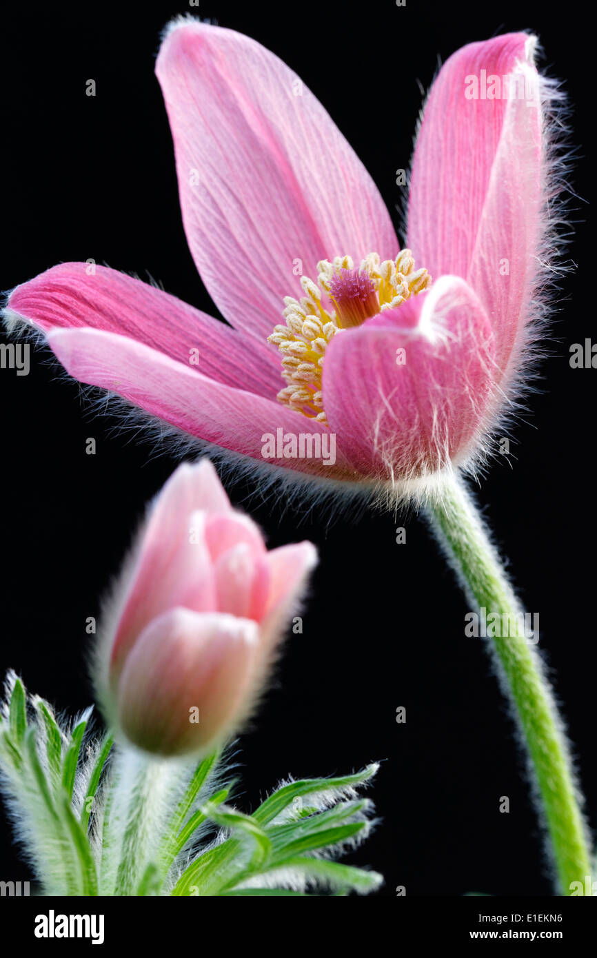 Pulsatilla vulgaris 'Rosea' (Pasque flower) Stock Photo