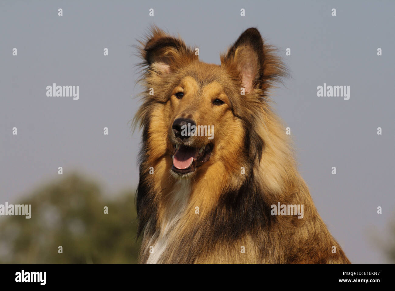 Collie Stock Photo