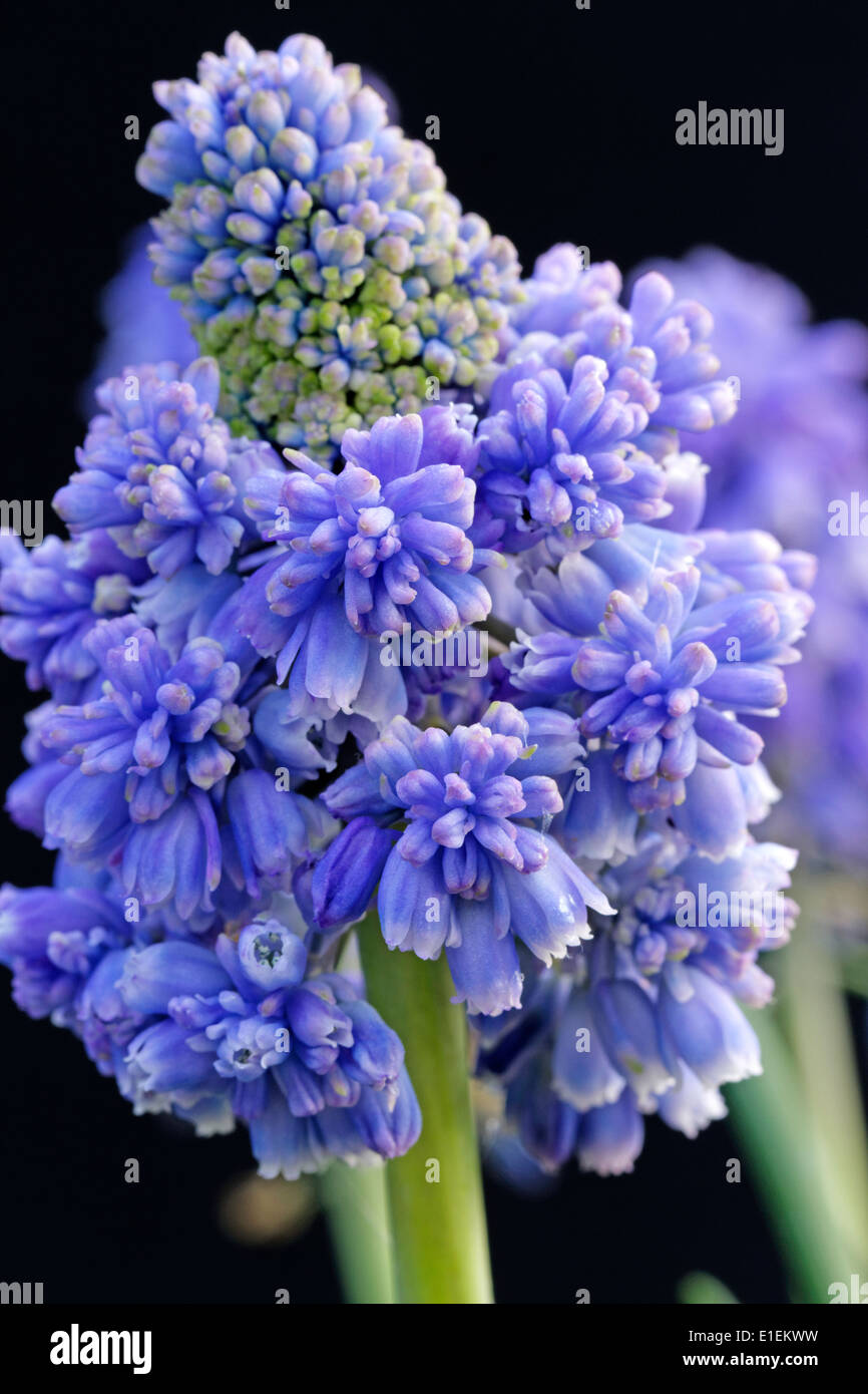 Muscari armeniacum 'Blue Spike' (common name Grape hyacinth) Stock Photo