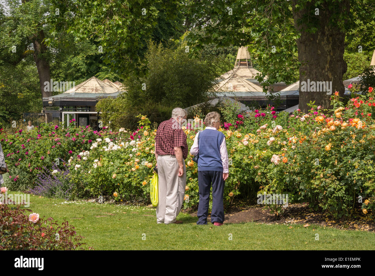 Regent's Park, London, UK. 2nd June 2014. Visitors to Regent's park are treated to a colourful display in Queen Mary's Rose Garden. The rose garden is London's largest collection of roses with approximately 12,000 roses planted within the gardens. Credit:  Patricia Phillips/Alamy Live News Stock Photo