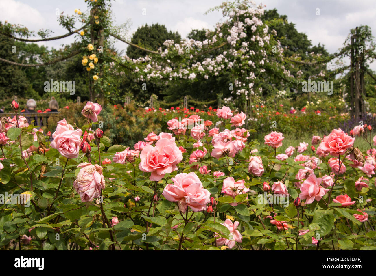 Regent's Park, London, UK. 2nd June 2014. Visitors to Regent's park are treated to a colourful display in Queen Mary's Rose Garden. The rose garden is London's largest collection of roses with approximately 12,000 roses planted within the gardens. Credit:  Patricia Phillips/Alamy Live News Stock Photo