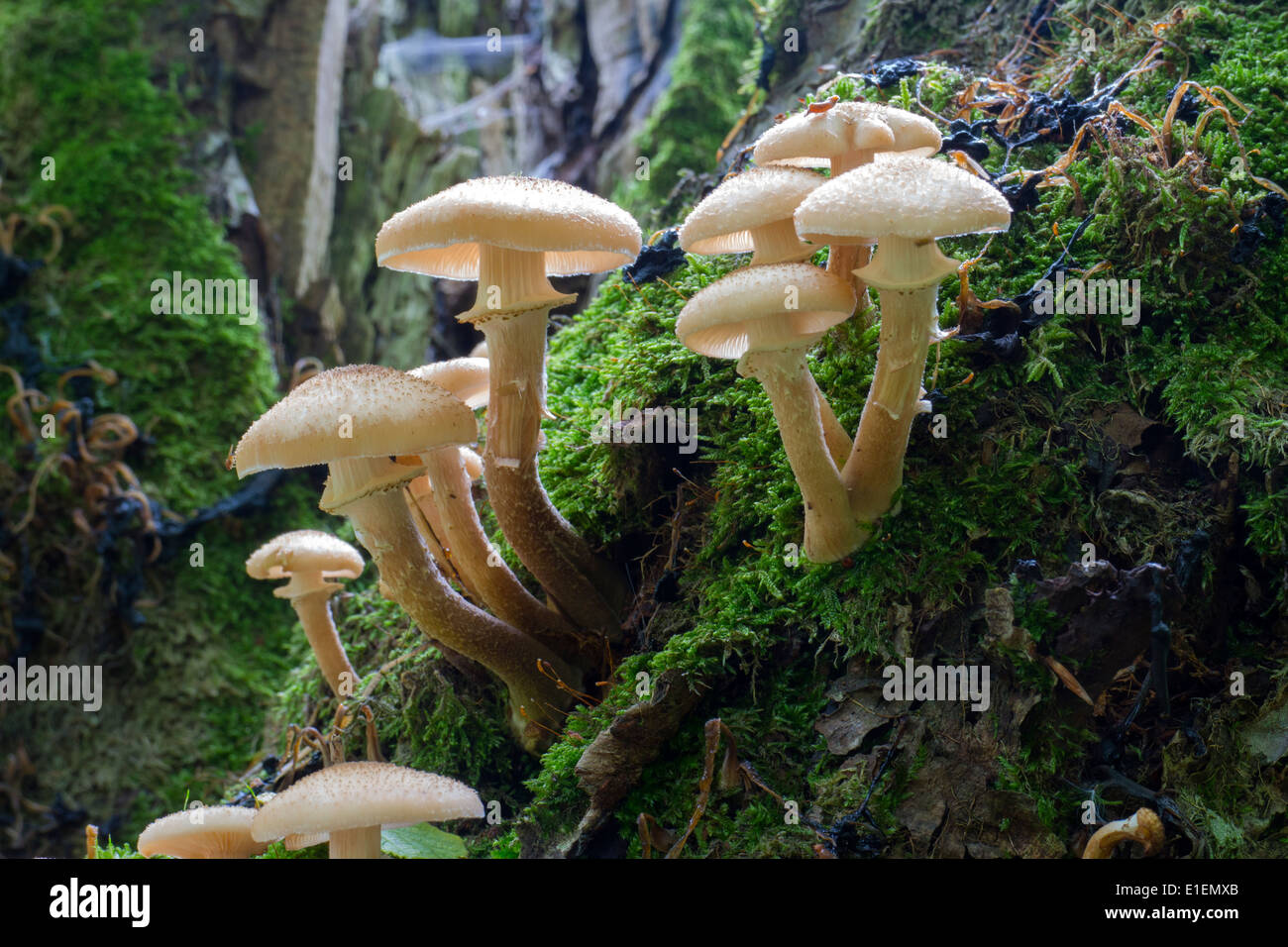 Fruiting Bodies of the Armillaria sp of Fungi Growing from a Moss Covered Tree Stump UK Stock Photo