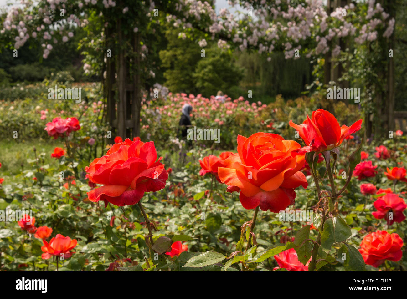 Regent's Park, London, UK. 2nd June 2014. Visitors to Regent's park are treated to a colourful display in Queen Mary's Rose Garden. The rose garden is London's largest collection of roses with approximately 12,000 roses planted within the gardens. Credit:  Patricia Phillips/Alamy Live News Stock Photo