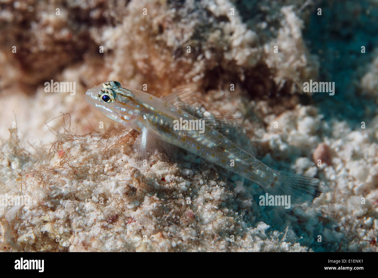 Pallid goby (Coryphopterus eidolon), a small tropical fish in the Caribbean sea around Bonaire. Bleke grondel. Photo V.D. Stock Photo