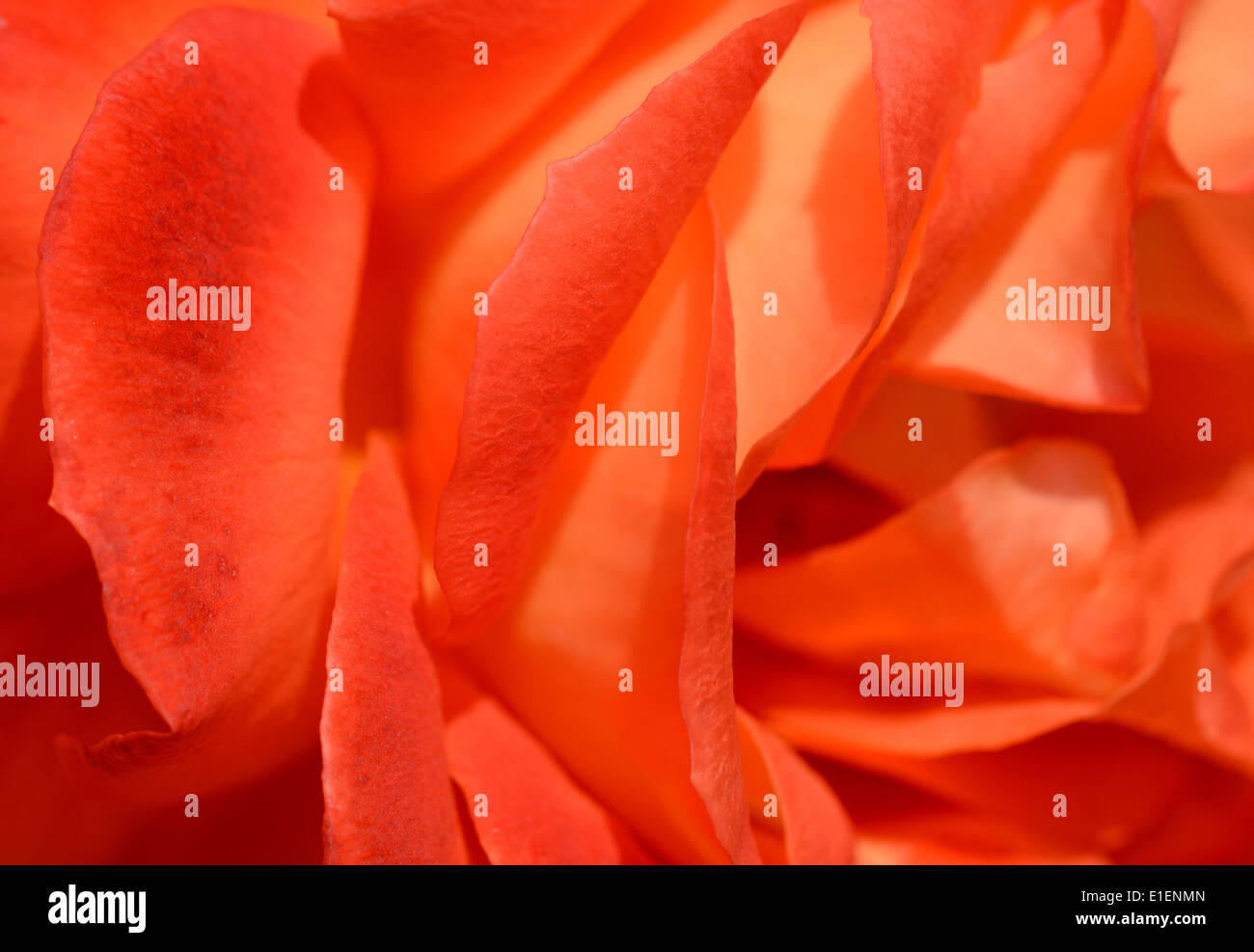 Abstract macro of orange rose petals Stock Photo