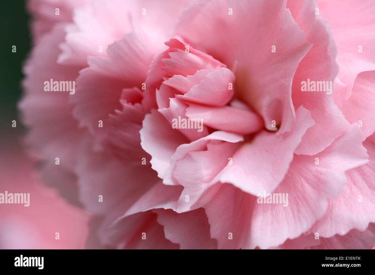 Macro abstract of a pale pink carnation bloom Stock Photo