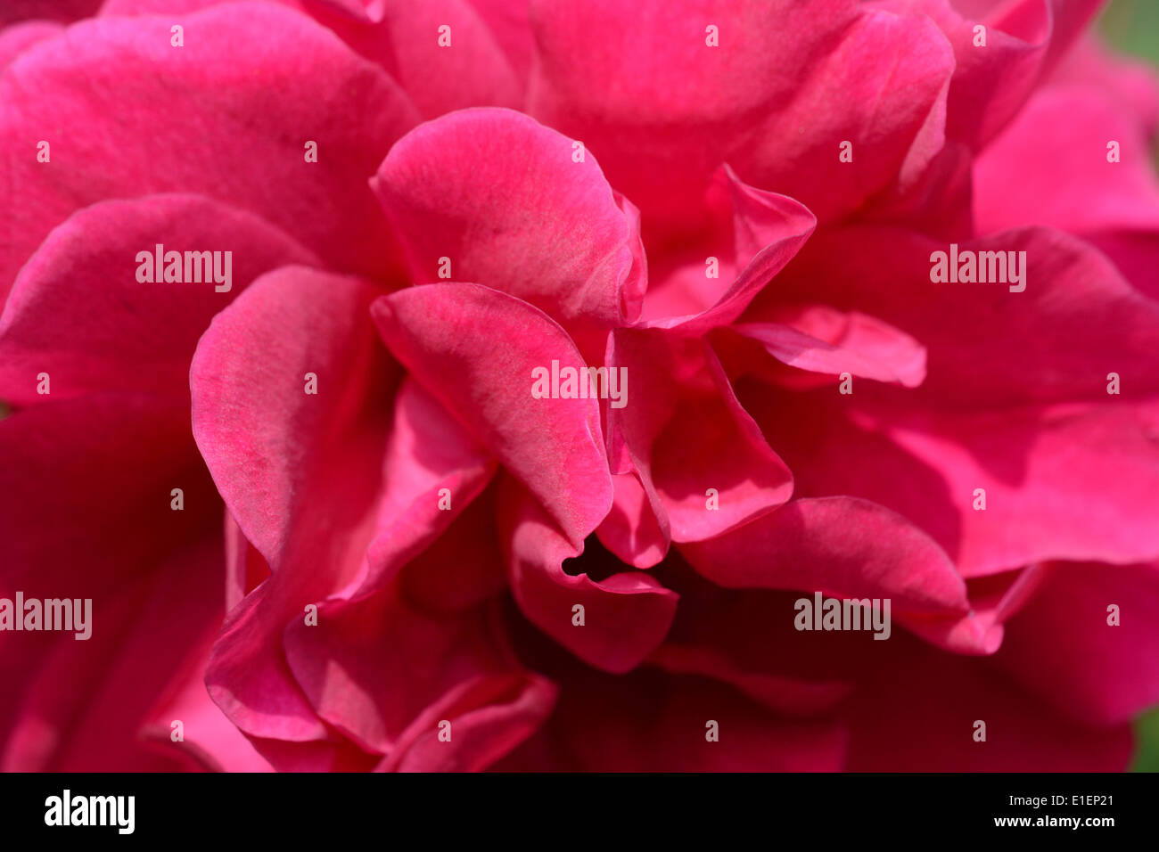 Abstract macro of a deep pink rose bloom Stock Photo