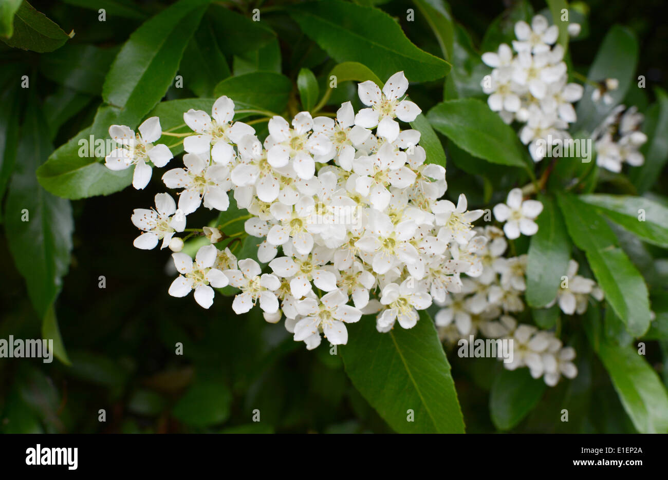 Delicate white pyracantha (firethorn) flowers in macro Stock Photo
