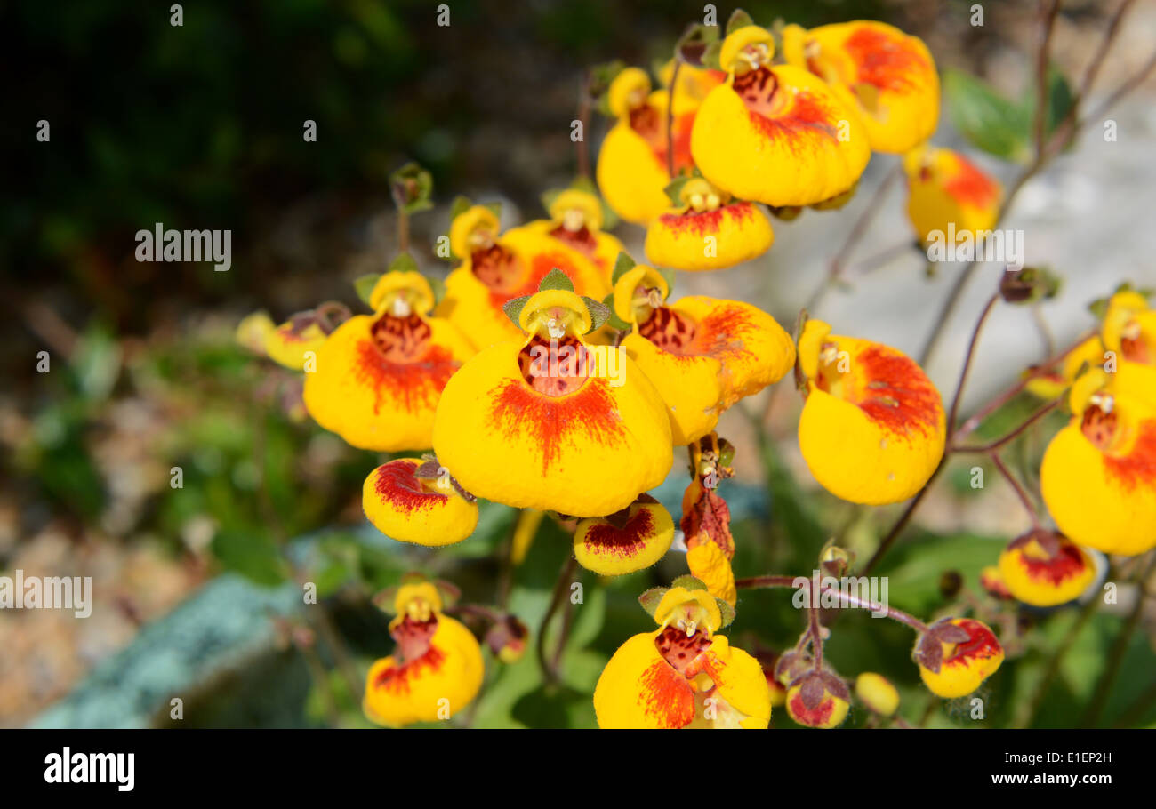 Macro of red and yellow calceolaria, or slipperwort, flowers Stock Photo