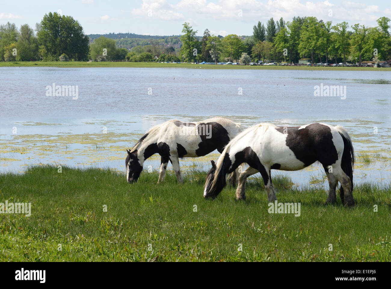 Port meadow oxford horses hires stock photography and images Alamy