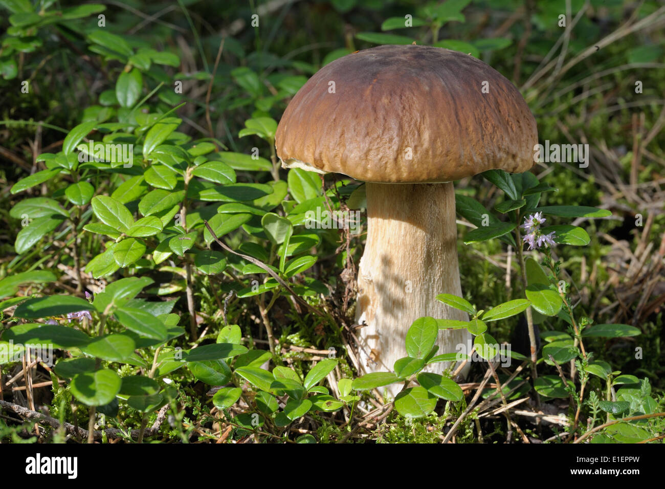sturdy young white mushroom in the forest in late summer. Stock Photo