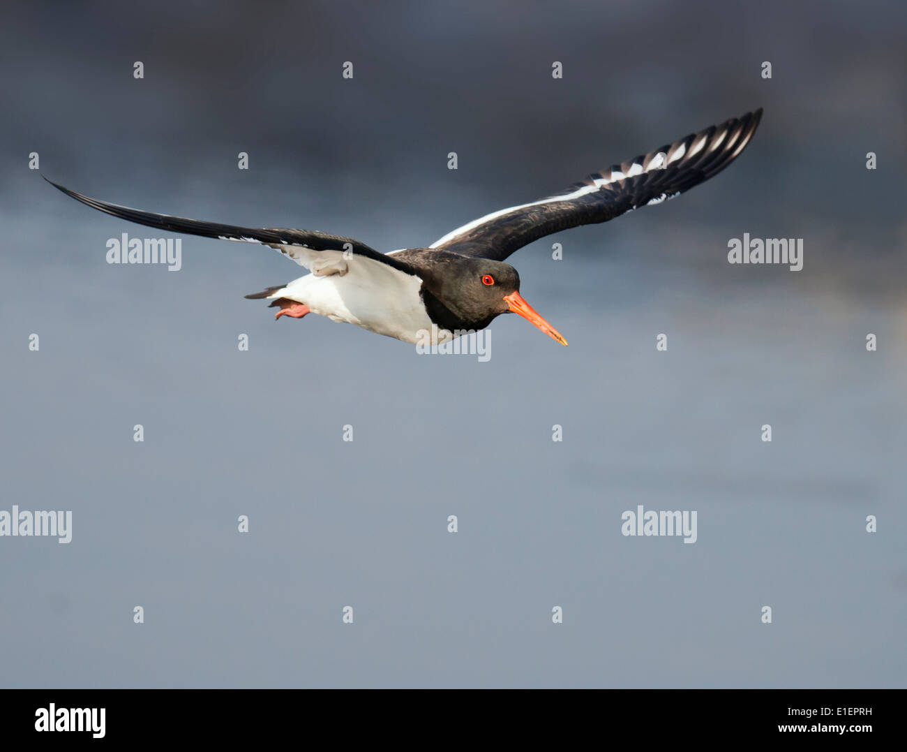 Oystercatcher Haematopus ostralegus in flight Stock Photo Alamy