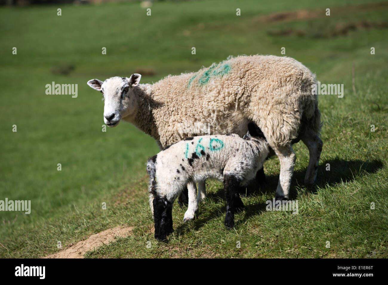 Lamb feeding Stock Photo
