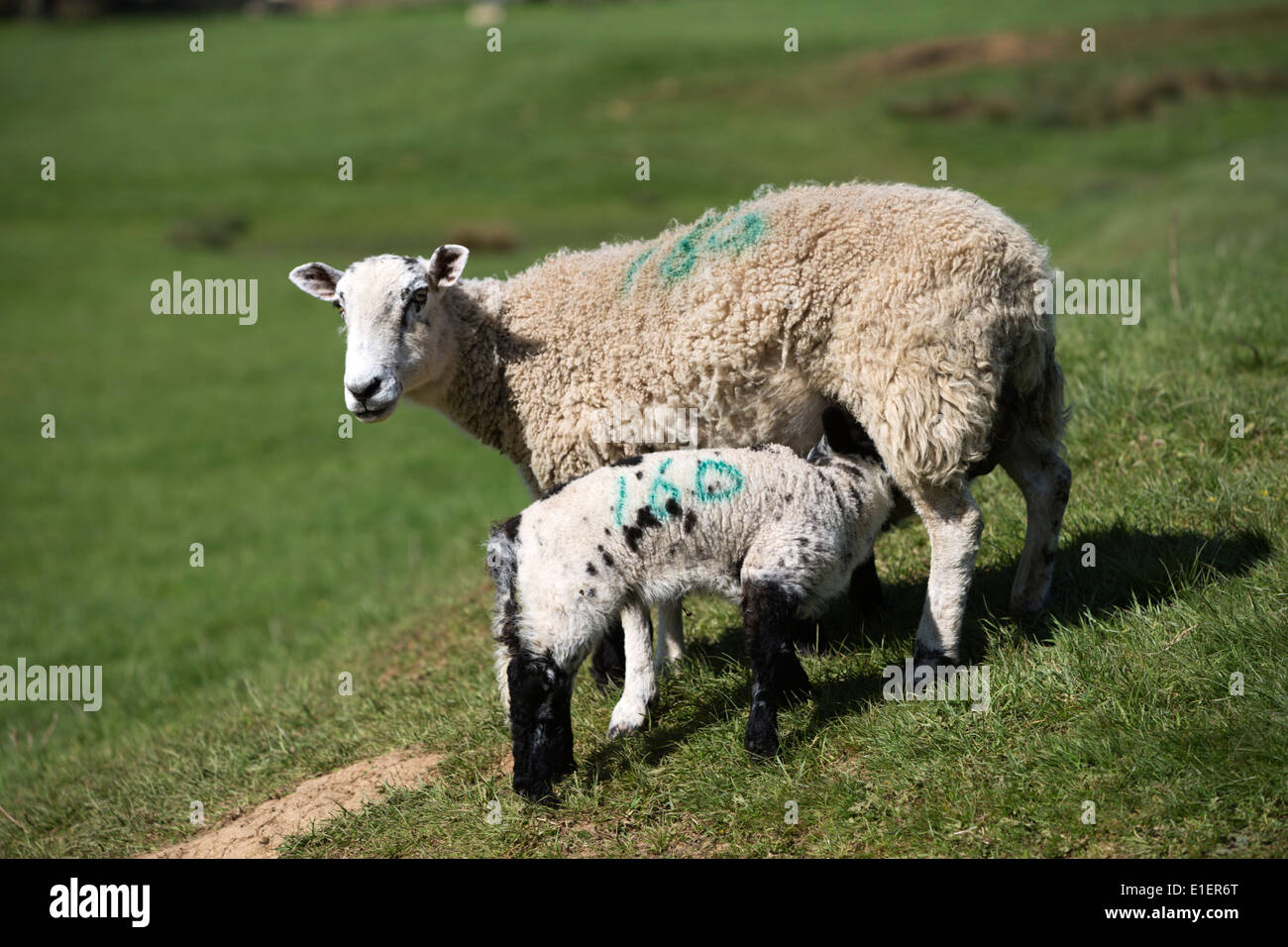 Lamb Feeding Stock Photo Alamy