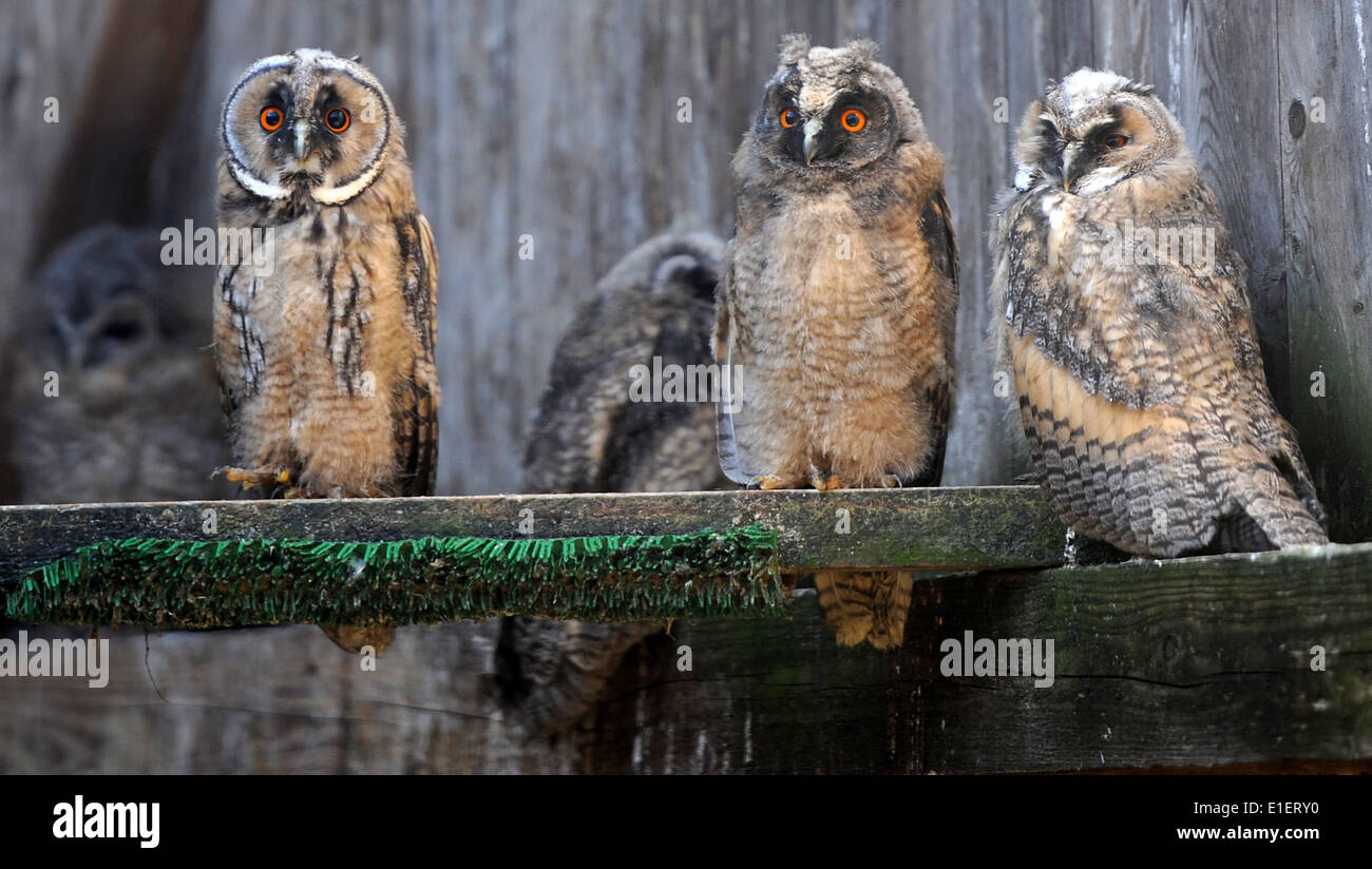 Rastede, Germany. 30th May, 2014. Five young Long-eared owls (Asio otus) sit in their aviary at the wildlife rescue centre in Rastede, Germany, 30 May 2014. Spring is a very busy time for the wildlife rescue centre which prepares the wild animals to be released into the wild. Photo: Ingo Wagner/dpa/Alamy Live News Stock Photo