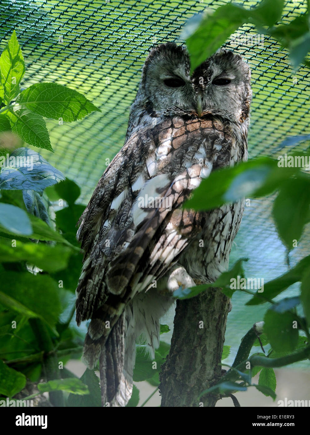 Rastede, Germany. 30th May, 2014. A Tawny owl (Strix aluco) sits in its aviary at the wildlife rescue centre in Rastede, Germany, 30 May 2014. Spring is a very busy time for the wildlife rescue centre which prepares the wild animals to be re-released into the wild. Photo: Ingo Wagner/dpa/Alamy Live News Stock Photo