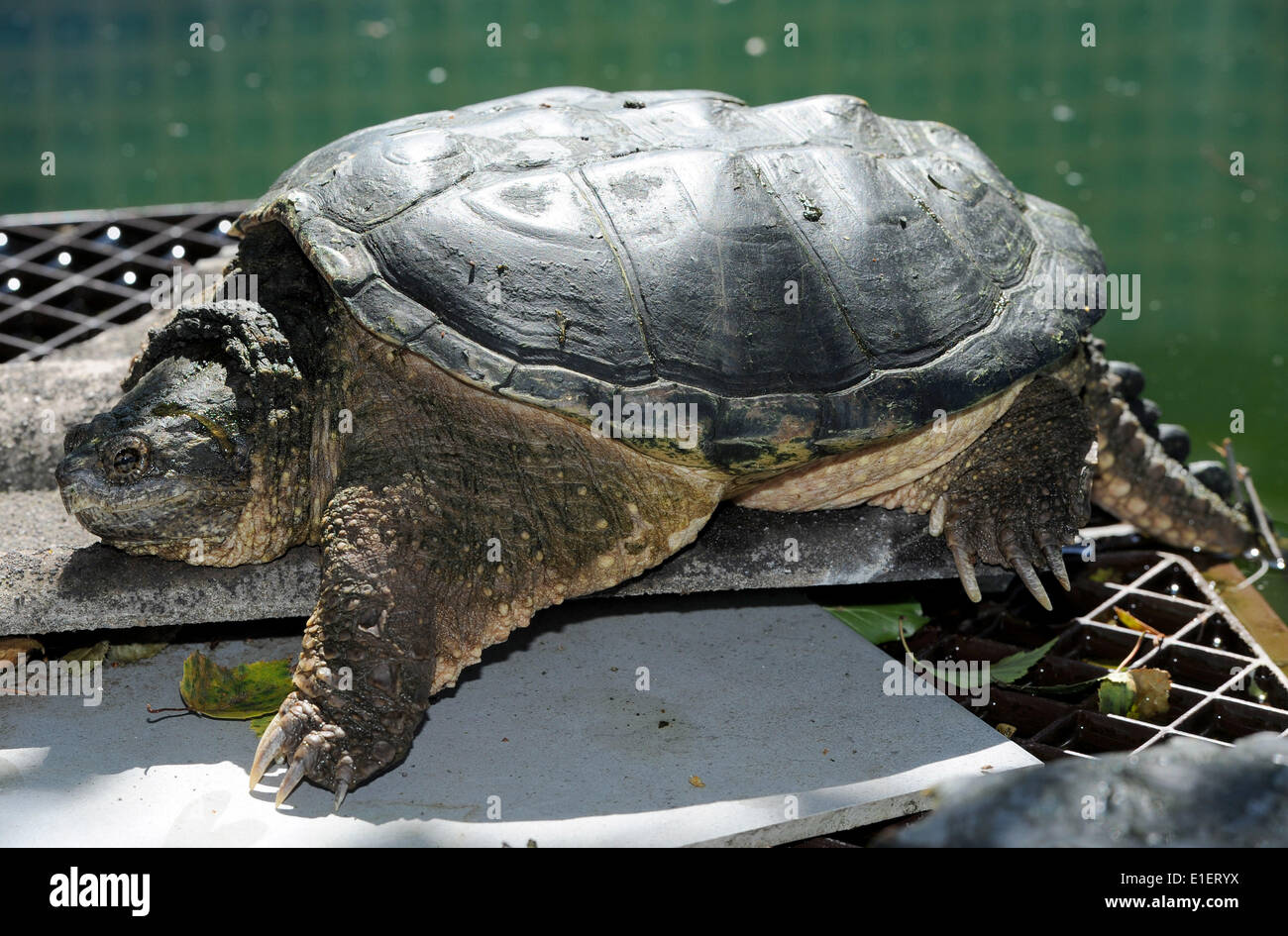 Rastede, Germany. 30th May, 2014. A snapping turtle from the USA sits in its enclosure at the wildlife rescue centre in Rastede, Germany, 30 May 2014. The animal can be rather dangerous and is not going to be re-released into the wild. Spring is a very busy time for the wildlife rescue centre. Photo: Ingo Wagner/dpa/Alamy Live News Stock Photo