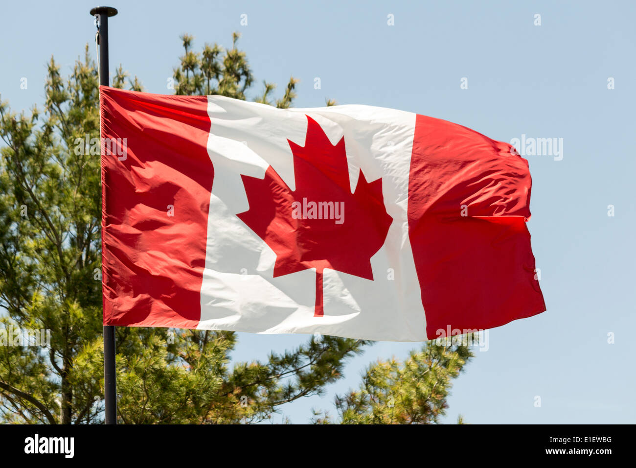 Canadian Flag Flying Against Blue Sky With Treey In Background Stock 