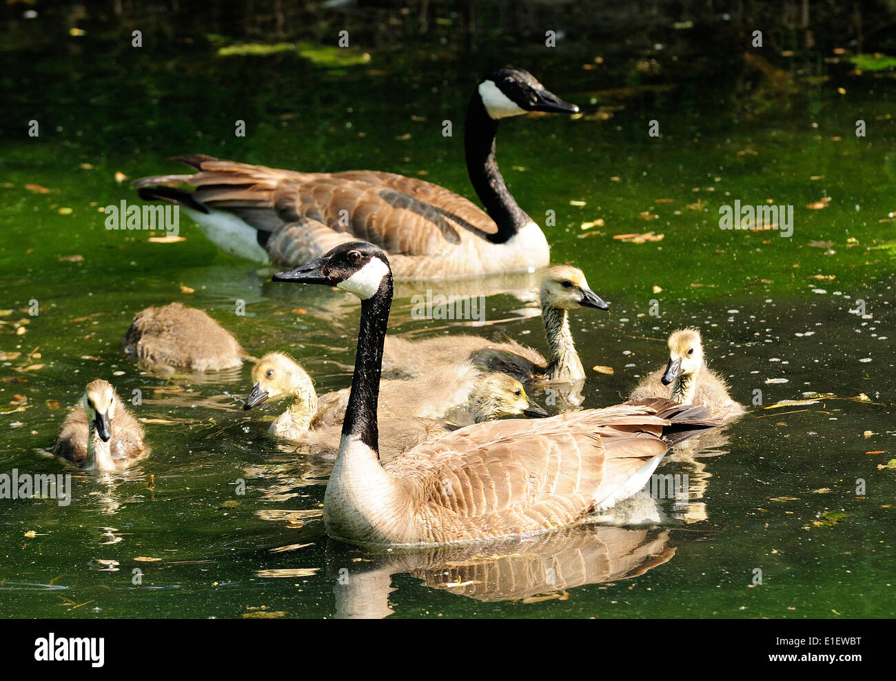 canada goose natural habitat canada goose natural habitat