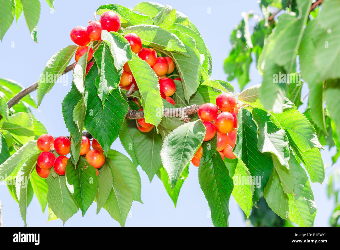 Vibrant white rainier cherry berry bunches on sunlight tree branch in summer orchard garden Stock Photo