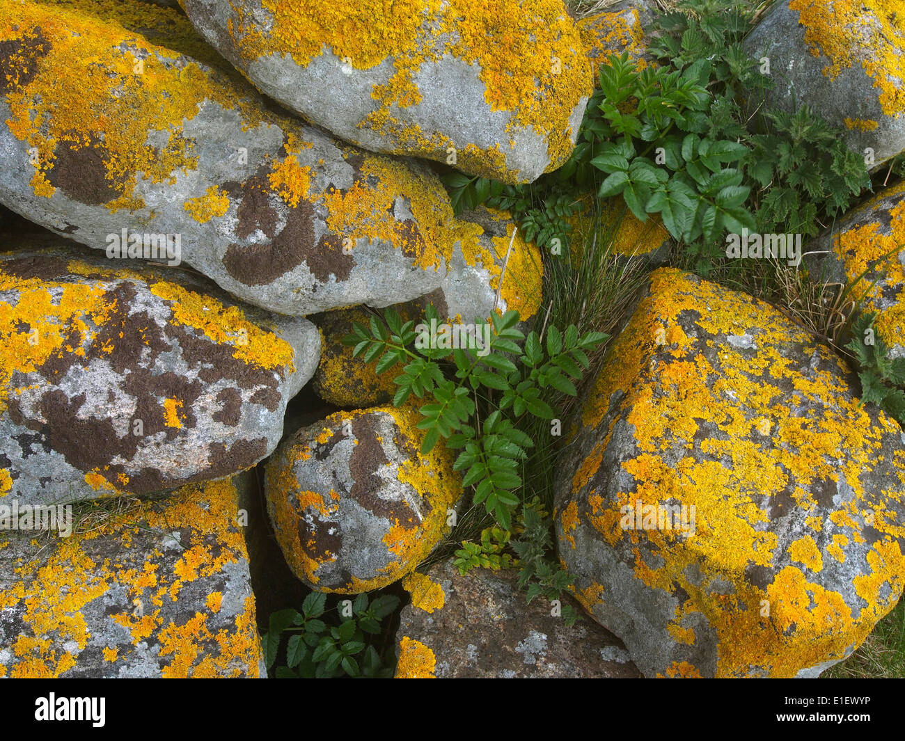 orange lichen on stone walls of deserted houses, Mingulay, Scotland Stock Photo