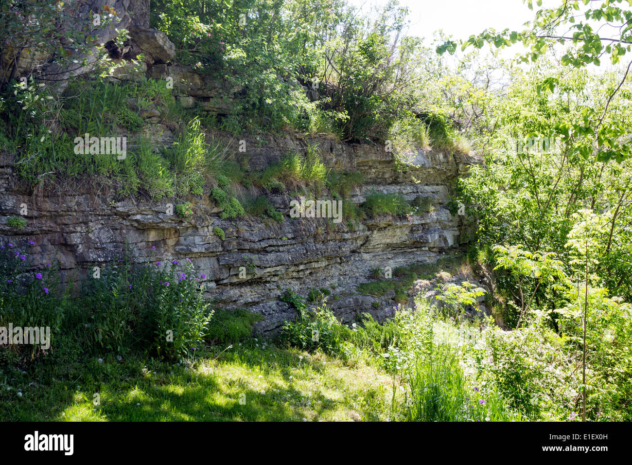 Rocky side of a hill in the Canadian Shield with plants growing through the rock. Stock Photo