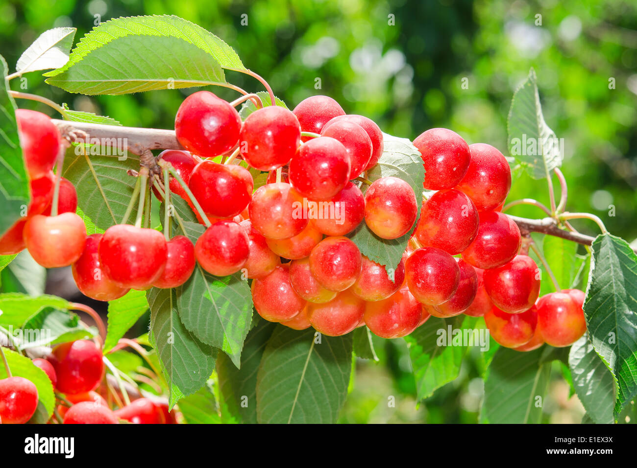 Sunlit ripe white rainier cherry sweet juicy berry bunches on tree branch in sunny orchard Stock Photo