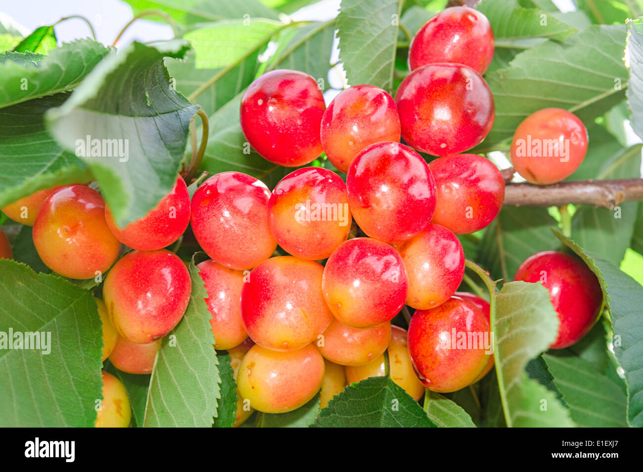 Vivid rainier white cherry berry closeup on tree branch Stock Photo