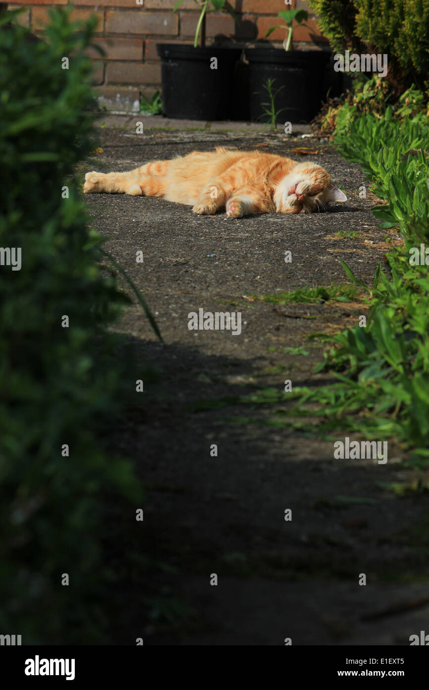 Ginger cat sleeping on garden path Stock Photo - Alamy