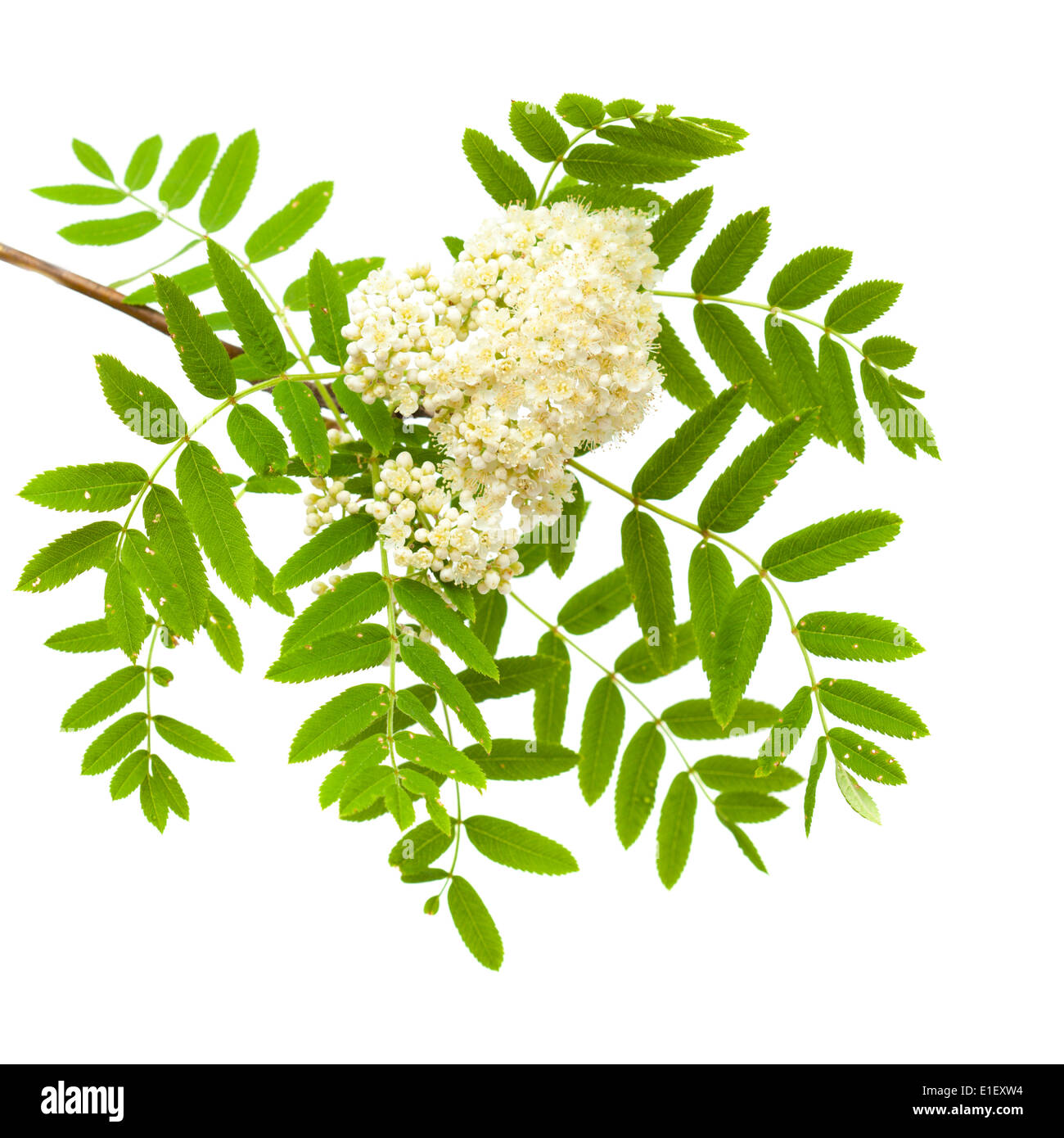 Rowan flowering Cut Out Stock Images & Pictures - Alamy