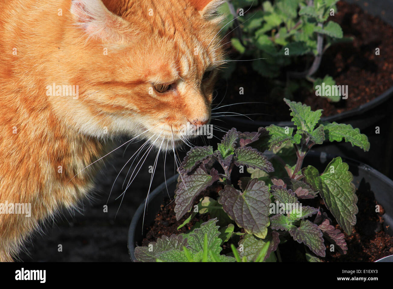 Catnip plant and ginger hires stock photography and images Alamy