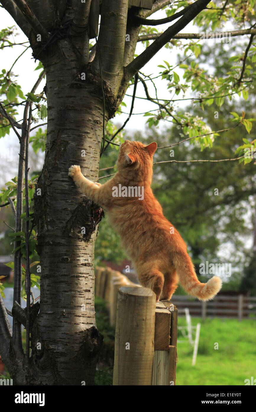 Ginger cat leaning against tree looking up Stock Photo
